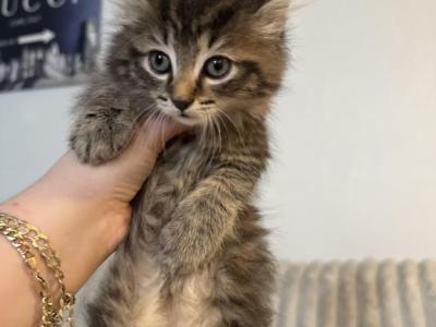 Beautiful - Maine Coon - Gallery Photo #1