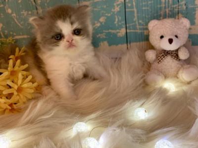 Blueberry & Cream - Persian - Gallery Photo #1