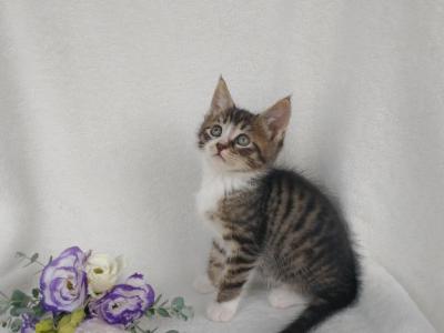 Maine Coon Mix - Maine Coon - Gallery Photo #1