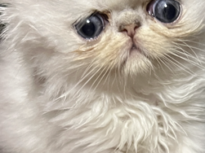 Silver Romeo - Persian - Gallery Photo #1