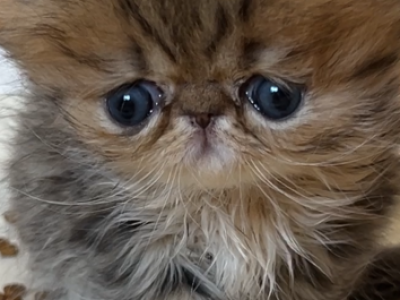 Bao Bao Litter - Persian - Gallery Photo #1