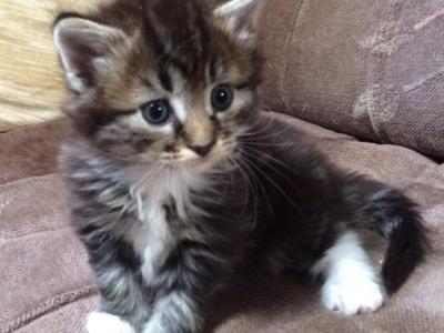 Queen - American Longhair - Gallery Photo #1
