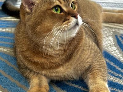 Candy - British Shorthair - Gallery Photo #1