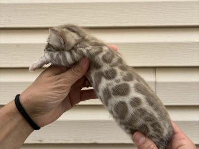 Male 1 - Bengal - Gallery Photo #1
