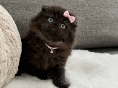 Coco Chanel Scottish Fold Female - Scottish Fold - Gallery Photo #1