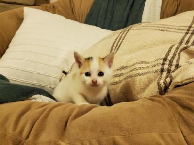 Butterscotch - American Shorthair - Gallery Photo #1