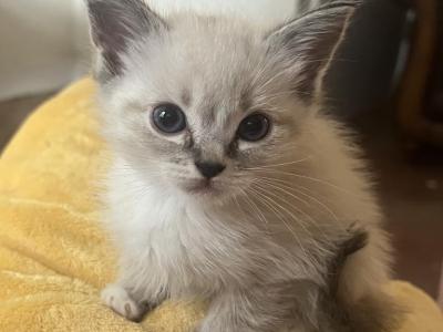Ragamese - Siamese - Gallery Photo #1