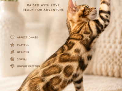 Love Boy - Bengal - Gallery Photo #1