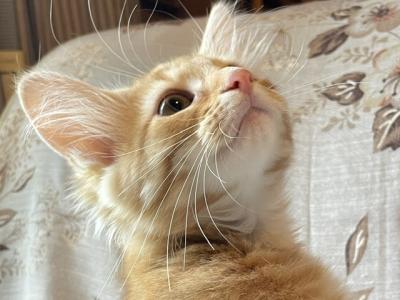 Surprise - Norwegian Forest - Gallery Photo #1