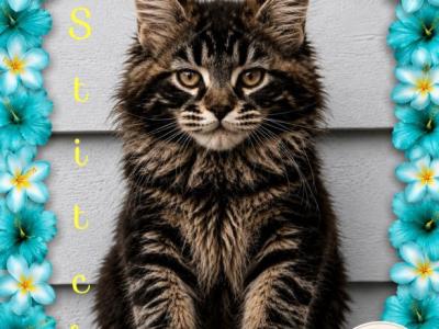 The Lilo And Stitch Litter - Maine Coon - Gallery Photo #1