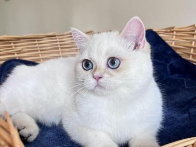 Lamajeur Cattery Chinchilla Kitten Deep Blue Eyes - British Shorthair - Gallery Photo #1