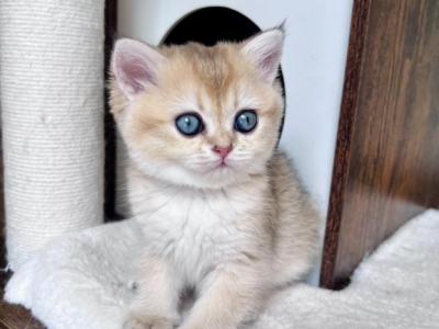 Golden British Shorthair Kitten Turquoise Eyes - British Shorthair - Gallery Photo #1