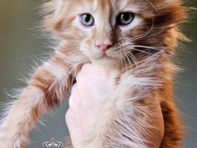 Jagger Jett - Maine Coon - Gallery Photo #1