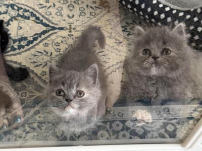 Persian Scottish Munchkins - Minuet - Gallery Photo #1