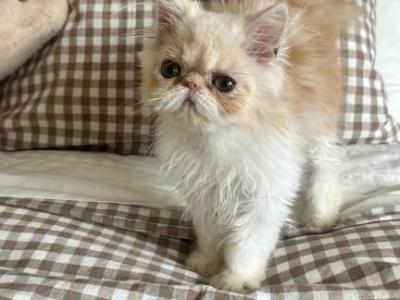 Cream Persian Male Kitten - Persian - Gallery Photo #1