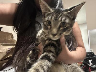 Charlie - American Shorthair - Gallery Photo #1