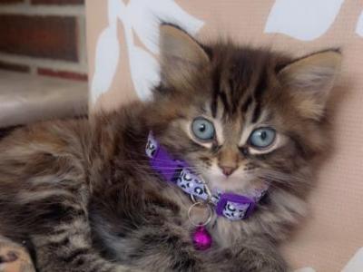 Beautiful Kitten - American Longhair - Gallery Photo #1