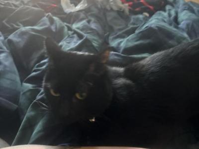 Morpheus - Domestic - Gallery Photo #1