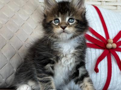Maine Coon Kittens For Sale - Maine Coon - Gallery Photo #1