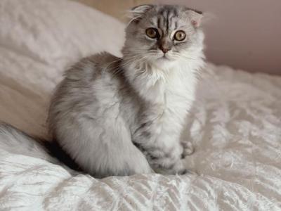 Blue Spotted Scottish Fold Longhair - Scottish Fold - Gallery Photo #1