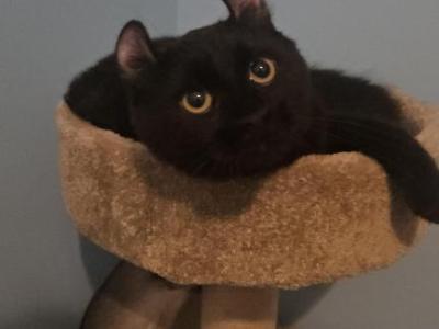American Curl Female - American Curl - Gallery Photo #1