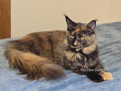 Lilika Tortie - Maine Coon - Gallery Photo #1