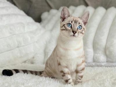 Marie - Bengal - Gallery Photo #1