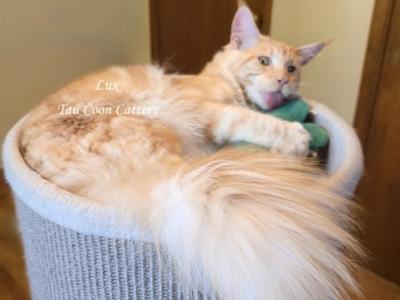 Lux Red Smoke - Maine Coon - Gallery Photo #1