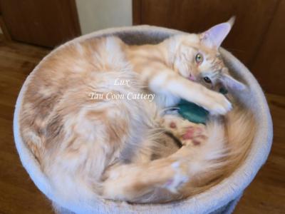 Lux Red Smoke - Maine Coon - Gallery Photo #1