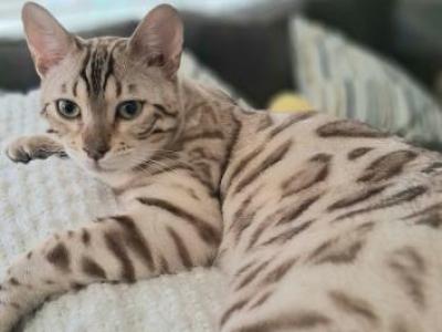 Mellow - Bengal - Gallery Photo #1