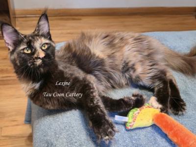 Lexine Tortie - Maine Coon - Gallery Photo #1