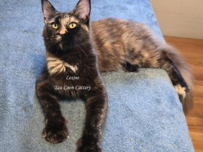 Lexine Tortie - Maine Coon - Gallery Photo #1