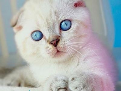 Chester - Scottish Fold - Gallery Photo #1