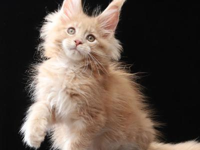 Wink - Maine Coon - Gallery Photo #1