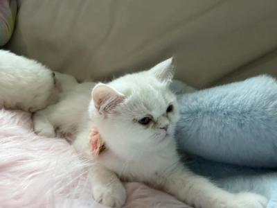 Ellie Shorthair White Female - Exotic - Gallery Photo #1