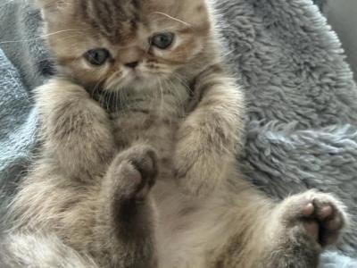 Exotic Tabby Girl - Exotic - Gallery Photo #1