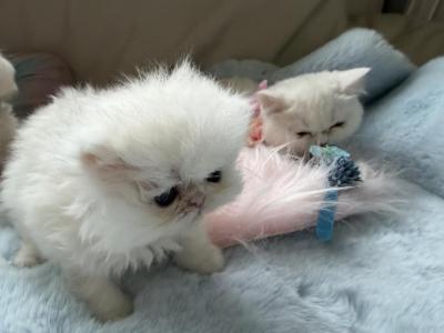 Exotic Litter White - Exotic - Gallery Photo #1