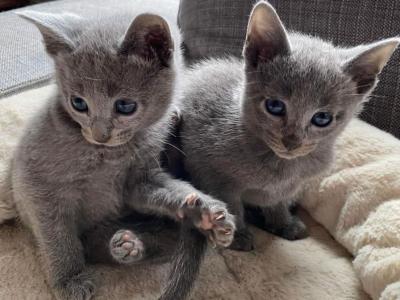 Playful Russian Blue Kittens Ready Now - Russian Blue - Gallery Photo #1