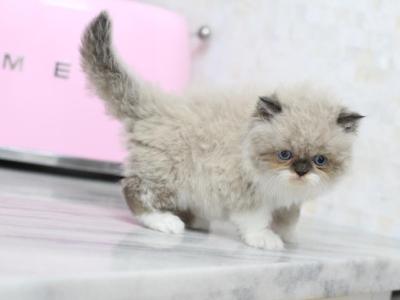 Playful Persian Kittens Ready Now - Persian - Gallery Photo #1