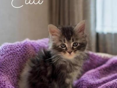 Ella - Maine Coon - Gallery Photo #1