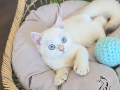 Dallas - British Shorthair - Gallery Photo #1
