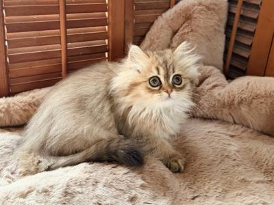 Shaded Golden Persian - Persian - Gallery Photo #1