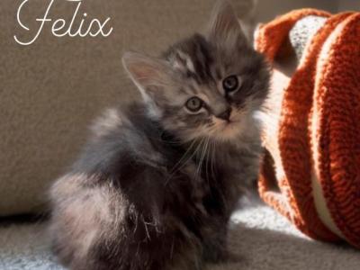 Felix - Maine Coon - Gallery Photo #1