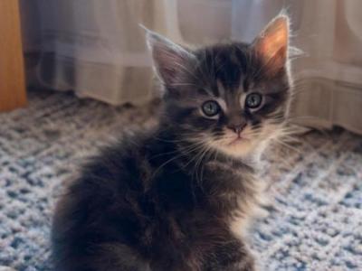 Storm - Maine Coon - Gallery Photo #1
