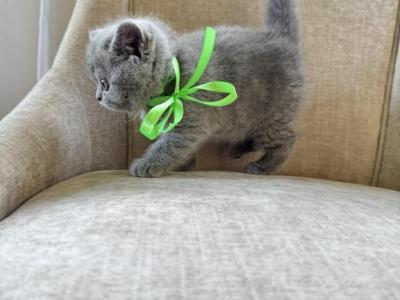Full Blooded British Shorthair Kittens - British Shorthair - Gallery Photo #1