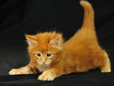 Full Maine Coon Shorthair Kittens - Maine Coon - Gallery Photo #1