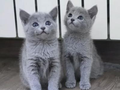 Full Blooded Russian Blue Kittens - Russian Blue - Gallery Photo #1