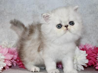 Full Blooded Persian Kittens - Persian - Gallery Photo #1