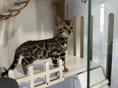 Lucie - Bengal - Gallery Photo #1