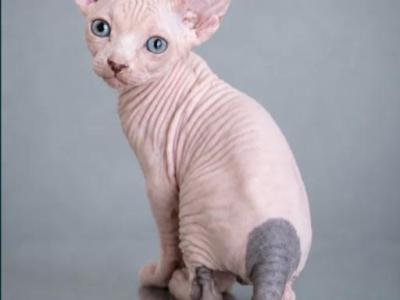 Blue - Sphynx - Gallery Photo #1